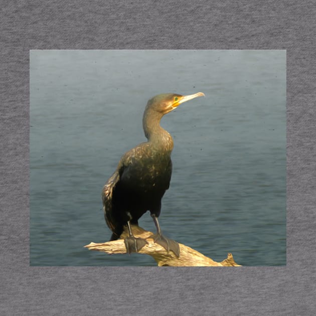 Cormorant by Guardi